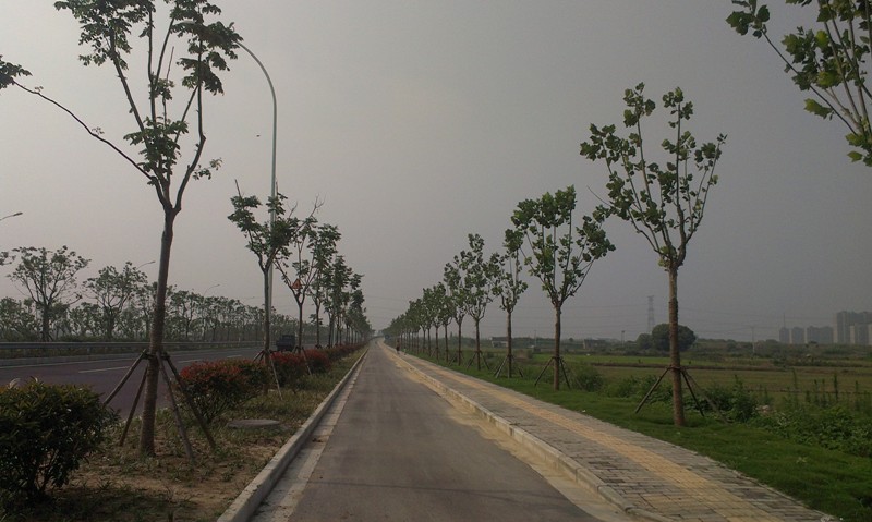 西环路道路配套绿化工程通过交工验收